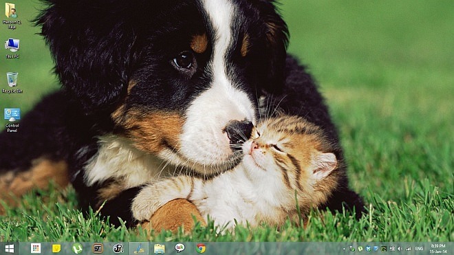 Animal Affection Theme for Windows 8.1