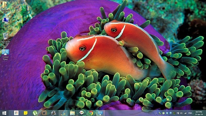 Tropical Fish Theme for Windows 8.1
