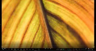 Windows 10 taskbar not hiding