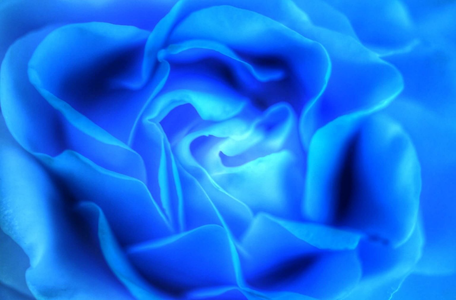 How to Make Blue Roses in Animal Crossing New Horizons 4 Easy Steps